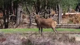 Hubertus in de Zoel bij de Wildbaan