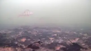 Окуни в Мочище