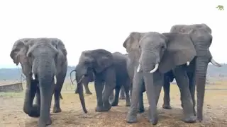 An Emotional Moment as the Herd Gather at the Orphanage Without Phabeni