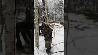 Валка леса