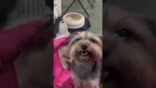 Одри познакомилась с Биби 💞 💞  Вот это встреча 🐶 ❤️ 🐶 ❤️