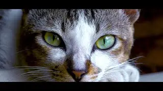 BORNEO 4K Malaysia vol. IV