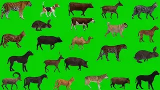 Animal Green Screen Video | Green Screen Animals Walking | Free to Use |