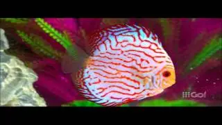 adult swim fish
