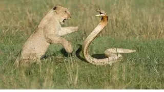 Snake attack lion cubs