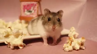 My Hamster Dreams of Popcorn… what happened?