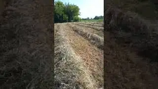 Подбиваем в валки💪💪💪