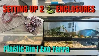 Double Corn Snake Setup | 2 Enclosures