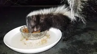 Ever see a skunk eat it's own puke?