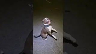 Амстафф Локи 3 года | Гулялыч | Стаффорд | Amstaff Loki