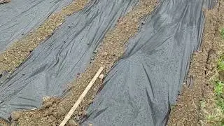 Выращивание саженцев винограда.