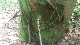 Pissing to 800 years old wild tree 🌲 | pee milestone | Mr. pee | Boy Peeing in outside | Boys pee