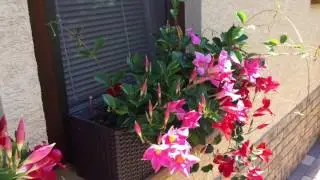 Mandevilla