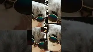 #котики#милые#прикол#пушистики#лайк#