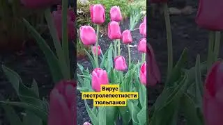 Вирус тюльпанов 😱