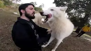 Me playing with Arctic Wolves