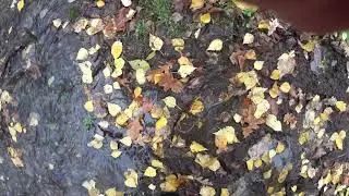 Медведь вносит коррективы в охоту!!))