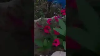 Калибри на цветочках
