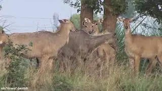 नीलगाय ने अपने बच्चे से कहा भाग जाओ, जानवर भी एक दूसरे से बात करते हैं #nilgai #youtubeindia #watch