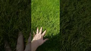 People told me to touch grass #shorts