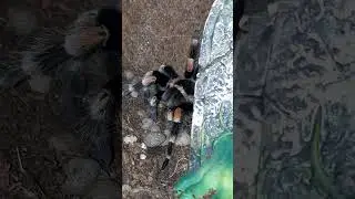 Brachypelma amorii #aracnideos