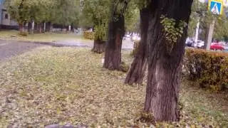 по осеннему ковру