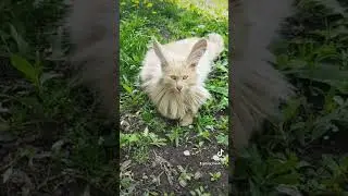 #viral #cute #animals #funnyvideo