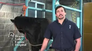 Equine Stifle Problems