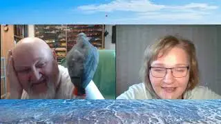 немного развлекательного Говорящий попугай 