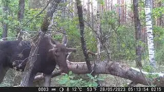 Лось на солонце 