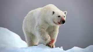 Terror on the Ice: Two Horrifying Polar Bear Attacks
