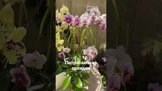 Потрясающие орхидеи