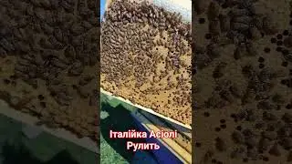 Матки італійка