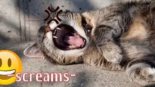 Annoying my cat for 24 hours