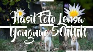 Hasil Foto Lensa Yongnuo 50mm f1.8