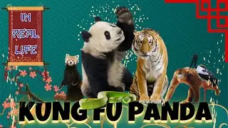 Kung Fu Panda Film & TV Series Characters in Real Life