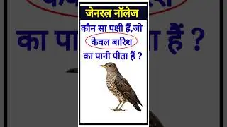 कौन सा पक्षी हैं, जो केवल बारिश का पानी पीता हैं ? #shorts #genral नॉलेज #gkfacts