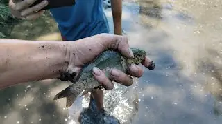 День рибака|Виловлюю копанку #рибалка #fishing #короп #свойпруд