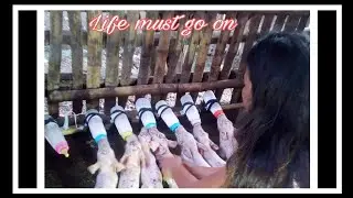 Paano Magpalaki ng mga baboy na may insaktong timbang (TIPS)