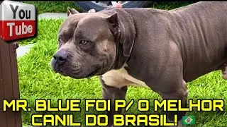 🦏 Mr. Blue foi para o melhor canil do Brasil! 🇧🇷