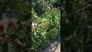 Блэк Джем на 06.08.2023 Ремонтантный сорт сравнение.