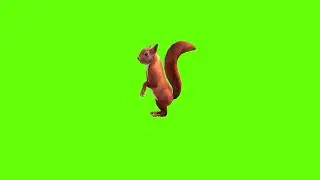 Stand and look around squirrel green screen।cartoon green screen।ostad animation