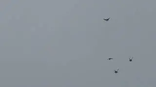 Николаевские голуби 07 12 2022г