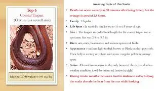 Top 10 Poisonous (venomous) snakes in the world