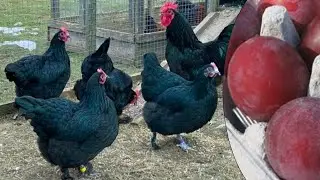 Croad Langshan Chickens | Plum Coloured Eggs