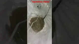 распаковка новой поставки из Шри Ланки.