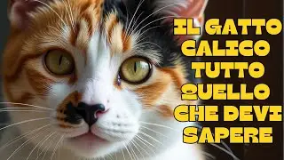 🐾The Calico cat: everything you need to know! 🐾