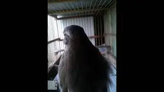Тамбовский соловей
