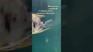 Золотые Скалярии!!!Какие были маленькие бусинки! #золотыескалярии #music #красивые #аквамир.