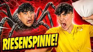 Wenn SPINNEN reden könnten😰